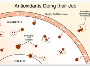 What is Antioxidant?